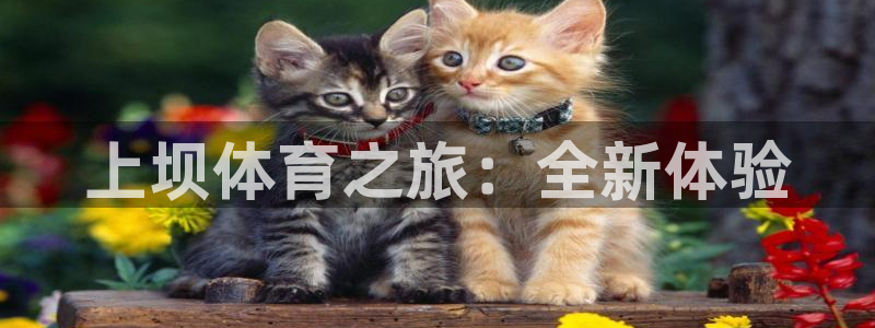 三亿体育：上坝体育之旅：全新体验